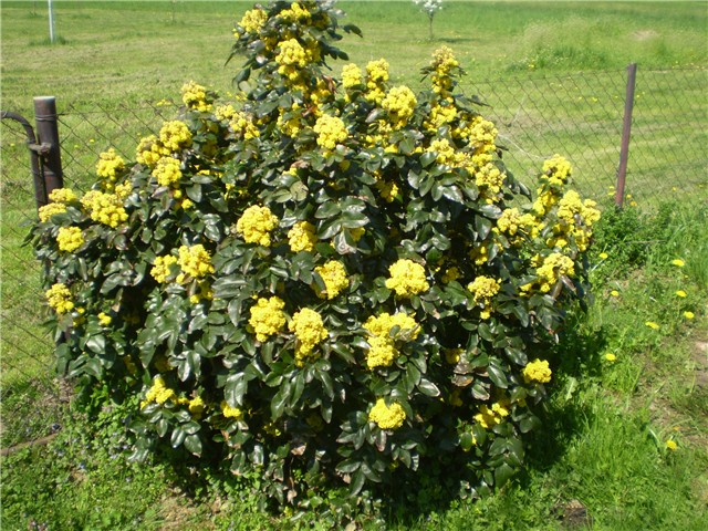 mahonija